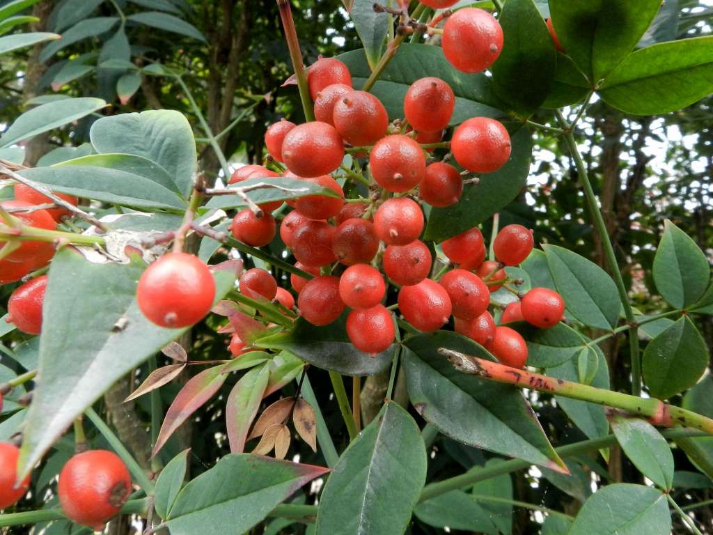 Nandina domestica / Nandina